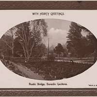 Image result for Palisota schweinfurthii