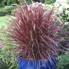 Image result for Cenchrus setaceus