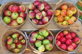 10 best apples for apple pie new england today