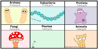 Learn vocabulary, terms and more with flashcards, games and other study tools. Dupas Jessica Biology Staar Review