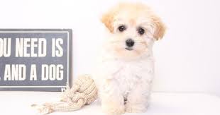 Maltipoo Puppy For Sale In Naples Fl Adn 29385 On Puppyfinder Com Gender Female Age 9 Weeks Old