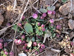 Image result for Bergia