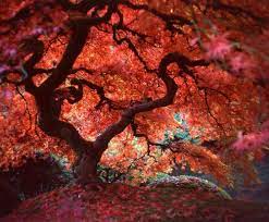 Dreaming In Red Portland Japanese Garden Photo Photography Pics