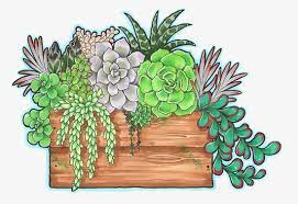 dessin de cactus succulent art plante coloriage disnay aladdin tiger
