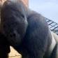 World Gorilla Day 2024
