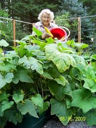 I left them set in my garage until i recently thought i would try my hand at vegetable gardening and i have learned a lot from the folks on this forum since. 12 Grow Box Ideas Grow Boxes Growing Garden