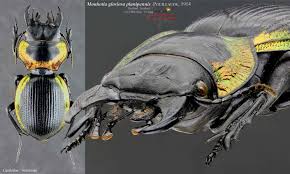 Image result for Mostuea batesii