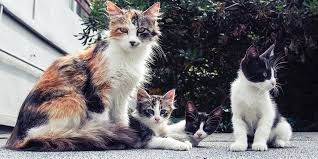 Feral cats (domesticated cats that have grown up in the wild) also hunt and sleep alone. The Social Structure Of Cat Life International Cat Care