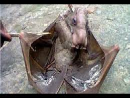 We did not find results for: 15 Bizarre Recently Discovered Creatures Youtube