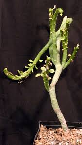 Image result for Monadenium lugardiae