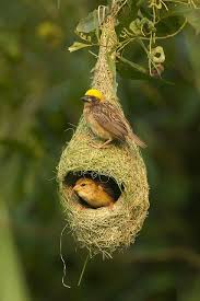 The Ploceus Philippinus Is A Weaverbird Found Across The Indian Subcontinent And Southeast Asia Flocks Of These Birds Are F Goruntuler Ile Guzel Kuslar Resim Kus Yuvalari