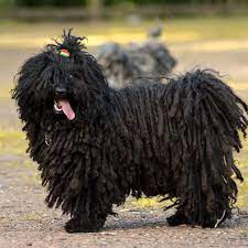 Definitely long, profuse, and of rather fine hair, coats mats easily, giving a somewhat corded appearance in some dogs. Puli Full Profile History And Care