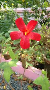 Image result for Abelmoschus