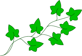 Ivy Vine Clip Art At Clker Com Vector Clip Art Online Royalty Free Vine Drawing Poison Ivy Plants Ivy Plants