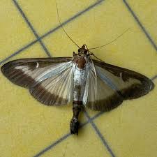 Image result for caterpillar box tree moth inside buxus plant