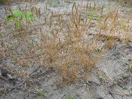 Image result for Grewia praecox