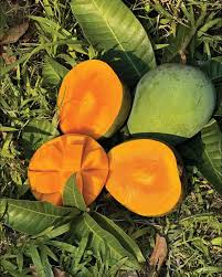 Gobindobhog Mango