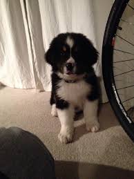 Does the bernese mountain dog great pyrenees mix shed? Bernewfie Bernese Mountain Dog Crossed With A Newfoundland Large Dog Breeds Bernese Mountain Dog Working Breeds