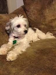 Available Chinese Crested Rescue Dogs Page 2 Chinese Crested Chinese Crested Dog Chinese Crested Powder Puff