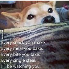 The Dog Every Breath You Take Now Available On Itunes 9gag