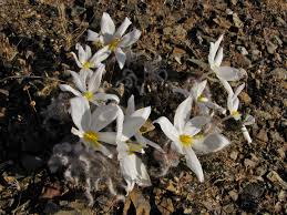 Image result for Gethyllis