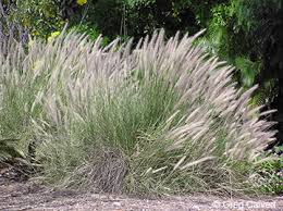 Image result for Cenchrus macrourus