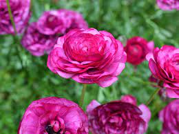 Maybe you would like to learn more about one of these? Growing Ranunculus Planting Caring For Persian Buttercups Garden Design