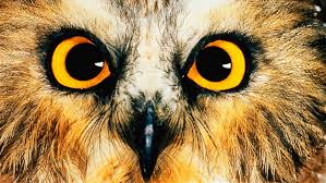 The greatest owl diversity is found in asia, and only 19 owl species are found in the united states and canada. 15 Mysterious Facts About Owls Mental Floss