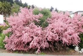 Image result for tamarix ramosissima pink cascade