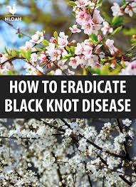 How To Eradicate Black Knot Disease New Life On A Homestead Fruit Trees Disease Organic Insecticide