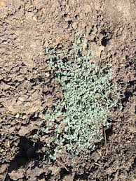 Image result for Heliotropium supinum