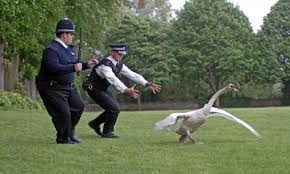 No Luck Catching Those Swans Then It S Just The One Swan Actually Hot Fuzz Simon Pegg British Comedy Movies Great Comedies