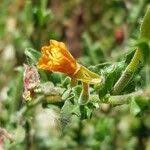 Image result for Oenothera indecora