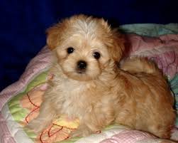 Mi ki puppies for sale in florida. Mi Ki Breed Facts Belle Amie Mi Kis