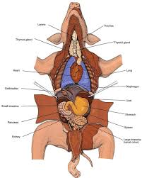 Fetal Pig Diagram 2 Muscle Diagram Vet Tech Student