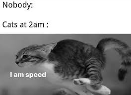 Of course, there is only one correct way of doing that: Pin On Cats