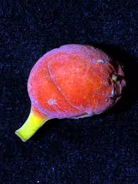 Image result for Antiaris