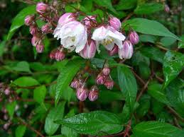 Image result for Deutzia hybrida Pink Pompon