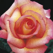 There are over three hundred species and tens of thousands of cultivars. Sheila S Perfume