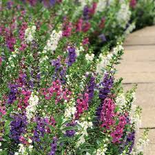 Serenita Angelonia Annual Plant Combination Annual Plants Planting Flowers Plants