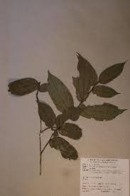 Image result for Anisophyllea