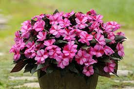 New guinea impatiens (impatiens hawkeri) produce much larger flowers than other impatiens. Celebration New Guinea Impatiens