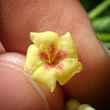 Image result for Tabernanthe elliptica