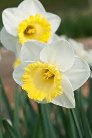 Scientific Narcissus Spp And Hybrid Common Daffodil H 10 12 W 10 12 Bloom Spring 2 Week Bloom Flower Trumpet Flowe Narcissus Daffodils Spring Flowers