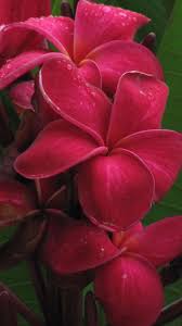 Img 1708雞蛋花 Beautiful Flowers Plumeria Flowers Amazing Flowers