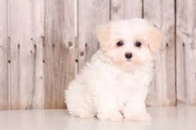 Join millions of people using oodle to find puppies for adoption, dog and puppy listings, and other pets adoption. Maltipoo Puppy For Sale In Mount Vernon Oh Adn 45898 On Puppyfinder Com Gender Female Age Maltese Puppies For Sale Maltipoo Puppies For Sale Maltipoo Puppy