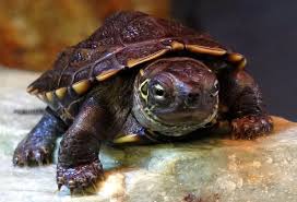 This is a video of my loggerhead musk turtle, oswald munching on sinking cichlid pellets. 10 Sternotherus Minor Loggerhead Musk Turtle Ideas Musk Turtle Turtle Musk