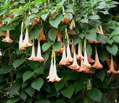 Types of plants pollinated by bats. Solanaceae Datura