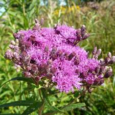 Ironweed (Vernonia fasciculata) - Plants-RP.VERFAS