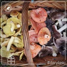 We did not find results for: Lasy Panstwowe Darylasu Dla Wytrawnych Grzybiarzy Sezon Na Dobra Sprawe Nigdy Sie Nie Konczy Nawet Zima Mozna Bowiem W Lesie Grzyby Jadalne Znalezc Tym Bardziej W Listopadzie Oczywiscie Ciezko Juz Z